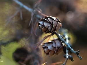 larch, cones