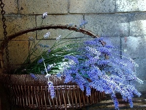 lavender, basket