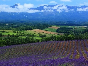 lavender, viewes, Field, Mountains, clouds, trees