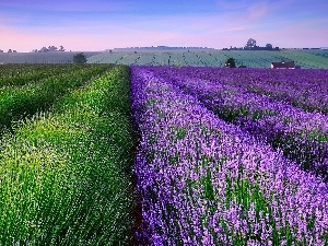 lavender, Field