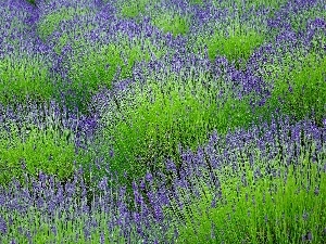 lavender, Field