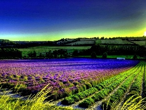 lavender, Field