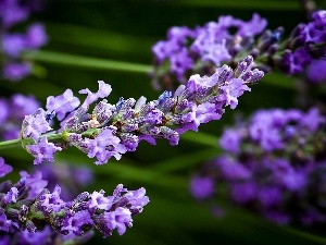 Flower, lavender, Twigs