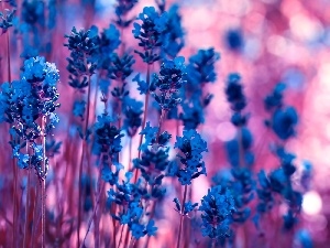 lavender, Flowers