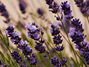 lavender, Flowers