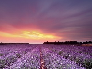 lavender, Great Sunsets, Field