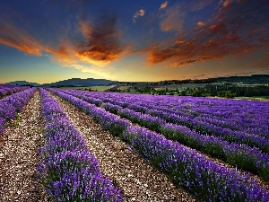 lavender, Field, west, sun