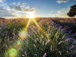 lavender, rays, west, sun