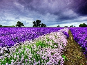 lavender