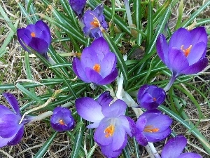 crocuses, Lawn, Modrakowe