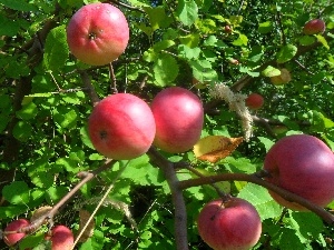 apples, Leaf, Red