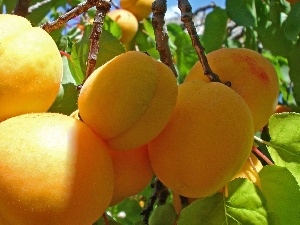 apricots, Leaf, Yellow