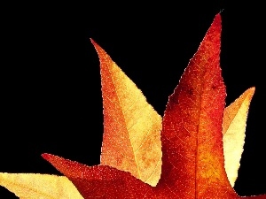 Leaf, Autumn