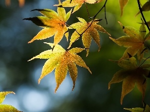 Leaf, Autumn