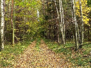 Leaf, birch, forest, autumn, Way