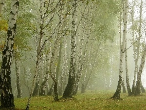 Leaf, Fog, forest, autumn, birch