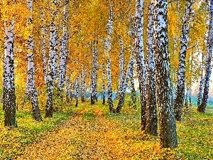 Leaf, Way, forest, autumn, birch