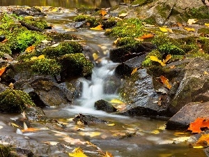 Leaf, rocks, mosses, stream, autumn, forest