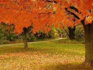 autumn, Leaf, Park