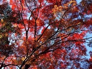 Leaf, branch pics, autumn, trees
