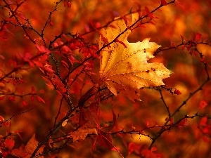 leaf, dry, Red, Autumn, Bush