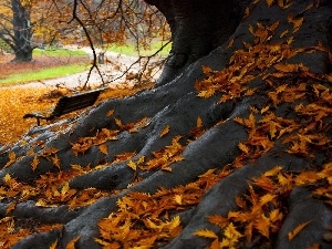 Leaf, roots, autumn, trees