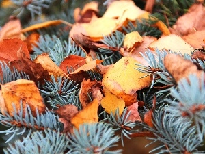 Leaf, dry, spruce, autumn, silvery