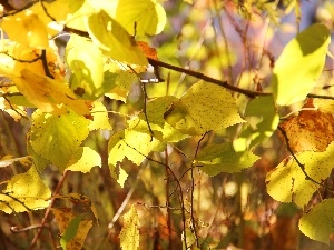 Autumn, Leaf, Yellow