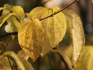 Autumn, leaf, Yellow