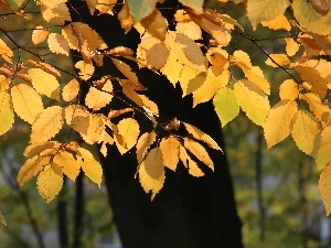 Autumn, Leaf, Yellow