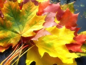 Leaf, autumn