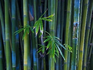 Leaf, bamboo