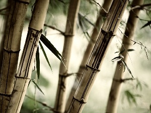 Leaf, bamboo