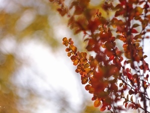 Leaf, Red, barberry, Bush