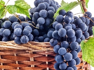 basket, Leaf, Grapes