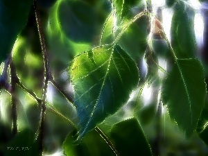 Leaf, Fractalius, birch-tree