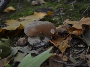 Leaf, acorn, Boletus edulis