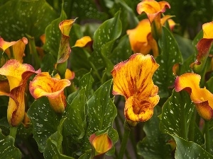 Calla, Leaf, Orange