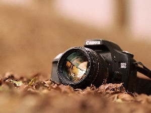 Leaf, Autumn, Camera, Canon