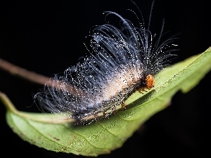 leaf, caterpillar