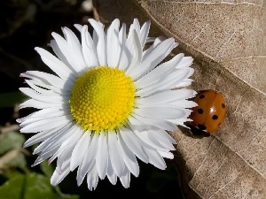 leaf, Gray, daisy, ladybird