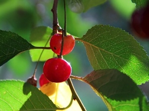 Leaf, Fruits, cherries, Red