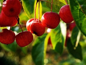 Leaf, cherries