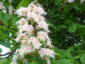 chestnut, Leaf, flower