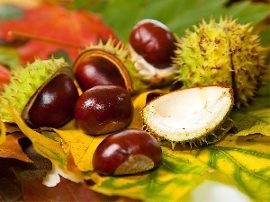 Leaf, chestnuts