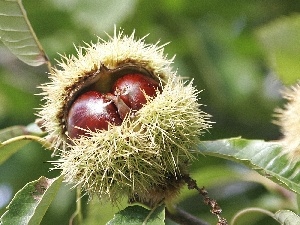 Leaf, chestnuts