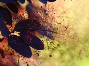 Leaf, color, Cotinus Coggygria, Bush