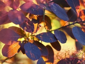 Leaf, color, Cotinus Coggygria, Bush