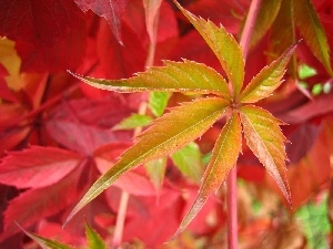 Leaf, color