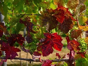 color, Leaf, Grapes